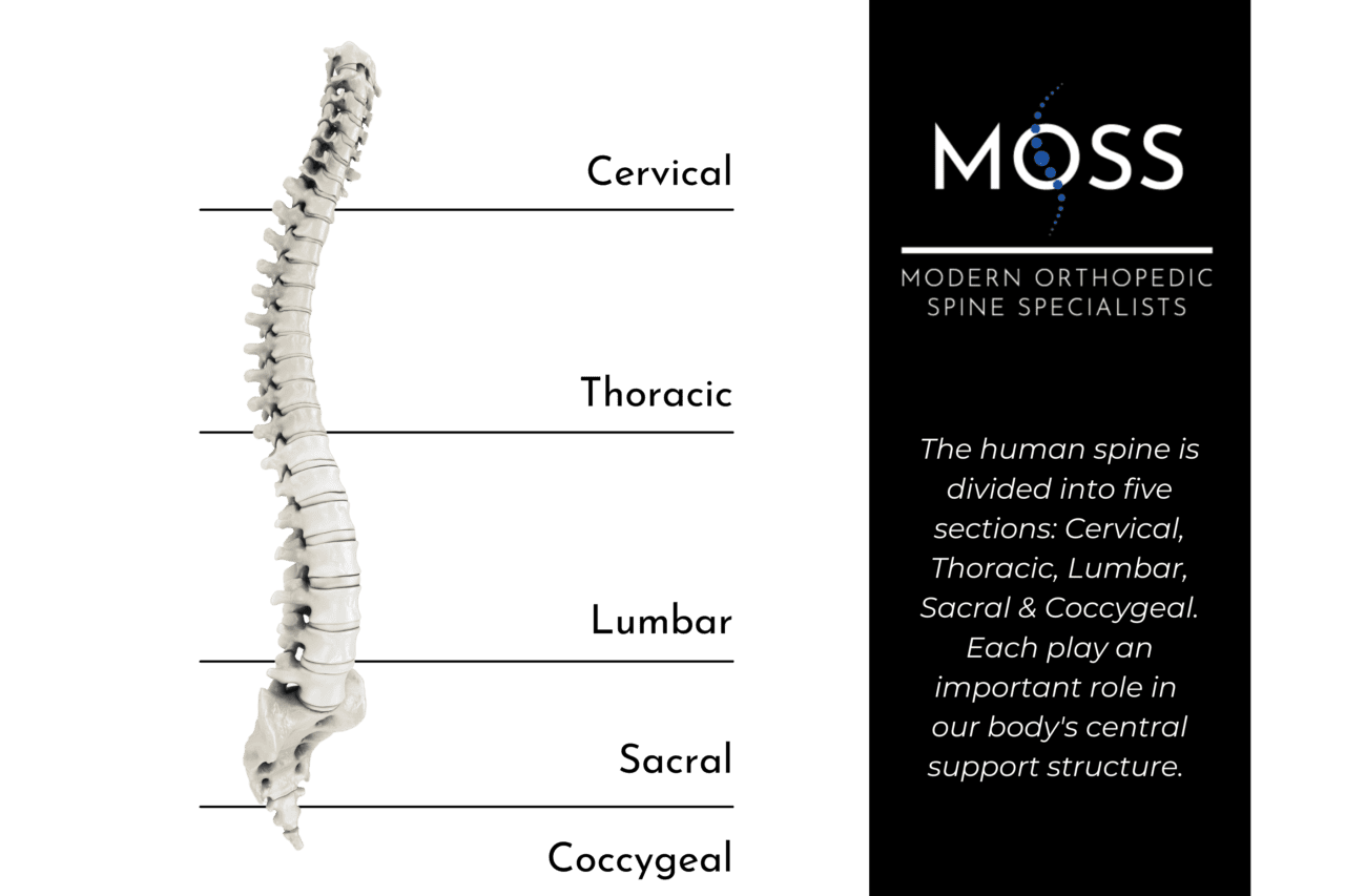 SPINE ANATOMY 101 Modern Orthopedic Spine Specialists