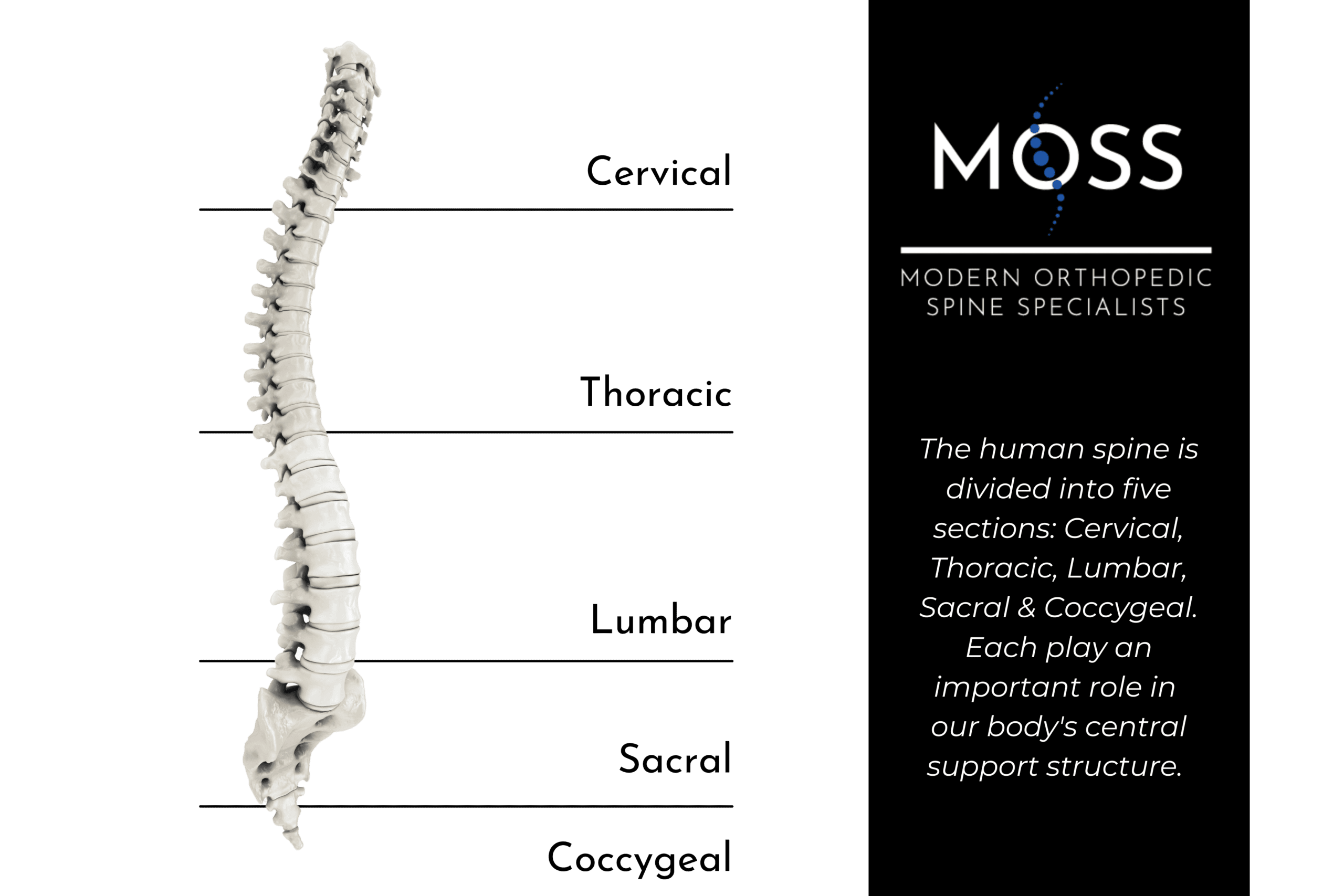MOSS Spine