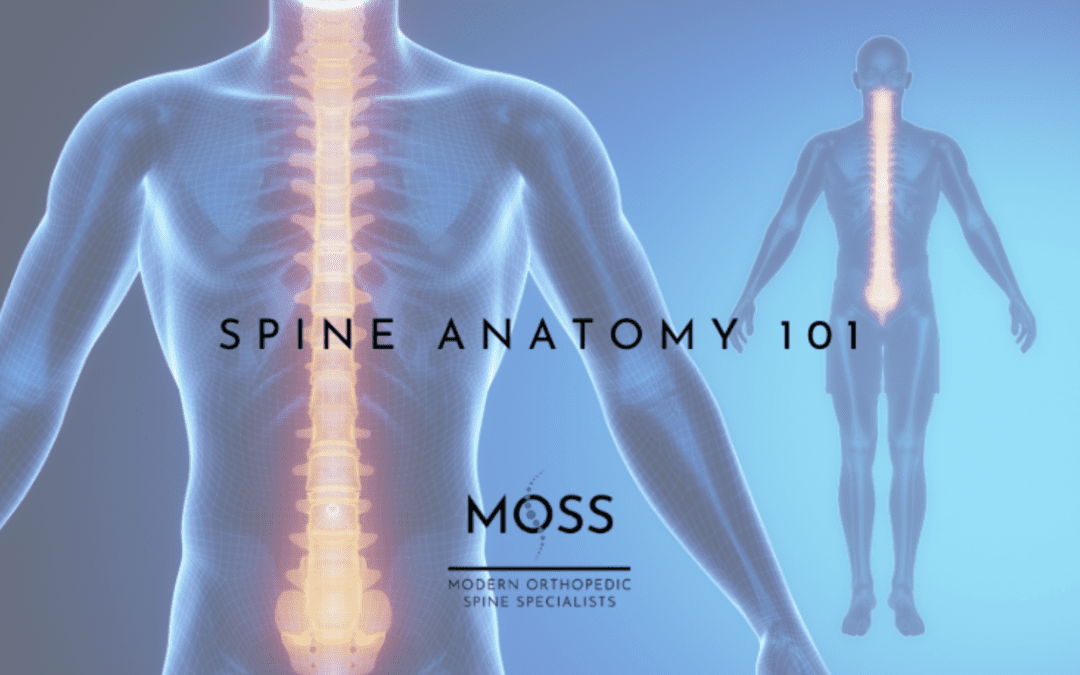Spine Anatomy 101