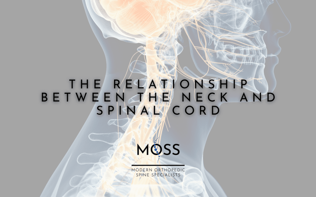 neck and spine